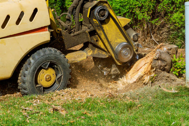 Best Affordable Tree Cutting  in USA